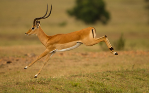 impala
